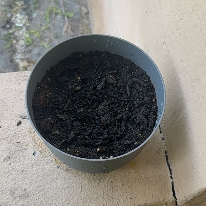 Photo of the plant species Jocote de Mico by @ComicTobacco84 named Marilyn on Greg, the plant care app