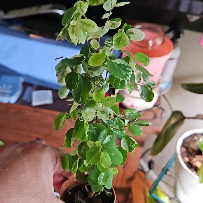 Photo of the plant species Brenia Snowbush by @ZestfulPandan50 named Homer on Greg, the plant care app
