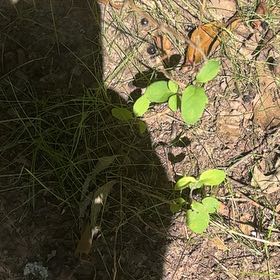 Photo of the plant species Alabama Supplejack by @SpotonJiaogulan named Bodhi on Greg, the plant care app