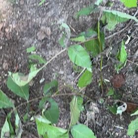 Photo of the plant species Anamu by @SpotonJiaogulan named Oscar on Greg, the plant care app