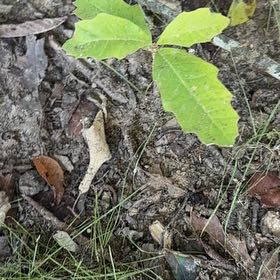 Photo of the plant species Swamp White Oak by @SpotonJiaogulan named Coco on Greg, the plant care app