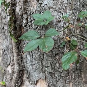 Photo of the plant species Virginia Creeper by @SpotonJiaogulan named Spike Leaves on Greg, the plant care app