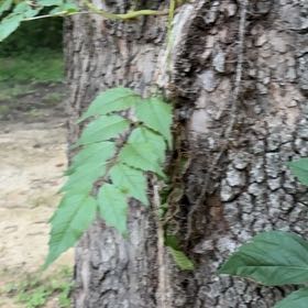 Photo of the plant species Trumpet Creeper by @SpotonJiaogulan named Doja Cat on Greg, the plant care app