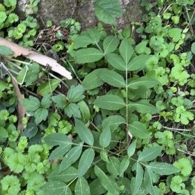 Photo of the plant species American Black Elderberry by @SpotonJiaogulan named Hamilton on Greg, the plant care app