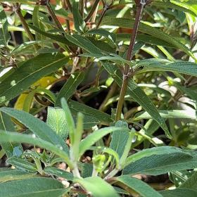 Photo of the plant species Mexican Bush Sage by @RadCoffeecups64 named Fernie Mac on Greg, the plant care app