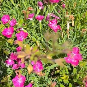Photo of the plant species Chinese Pink by @RadCoffeecups64 named Huckleberry Fern on Greg, the plant care app
