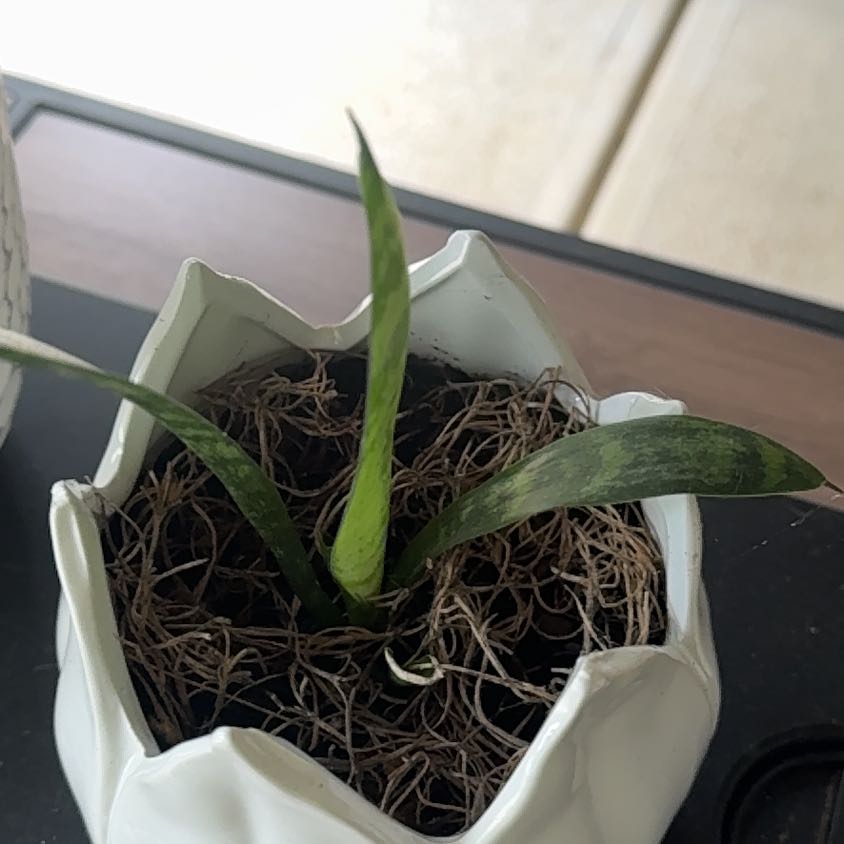 Photo of the plant species Jaboa Sansevieria by @BriskCostmary47 named Sigmund on Greg, the plant care app