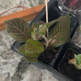 Photo of the plant species Red Anne Nerve Plant by @BabyIvy60 named Fittonia red mini on Greg, the plant care app