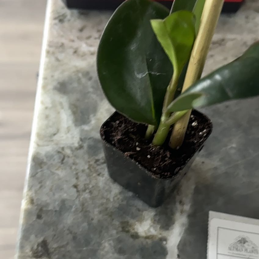 Photo of the plant species Peperomia Red Edge by @BabyIvy60 named Planty on Greg, the plant care app