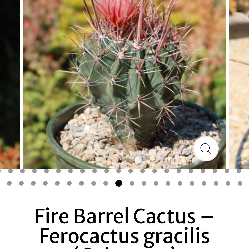 Photo of the plant species Fire Barrel Cactus by @WinBagpod21 named Gobi on Greg, the plant care app