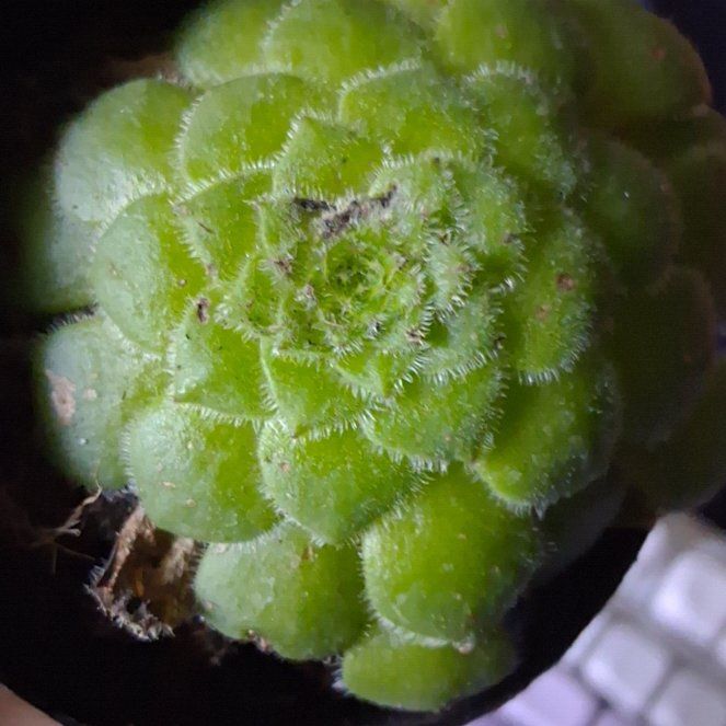 Photo of the plant species Flat-Topped Aeonium by @BusyBushhoya88 named Bodhi on Greg, the plant care app