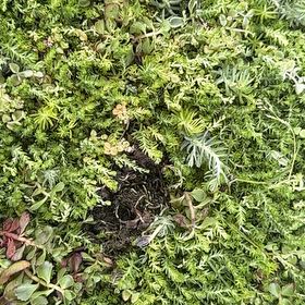 Photo of the plant species Woodland Stonecrop by @IdolPinebush21 named Zion on Greg, the plant care app