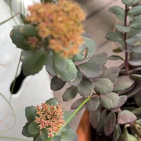 Photo of the plant species Witch's Moneybags by @SolidOrpine3 named Taylor Swift on Greg, the plant care app