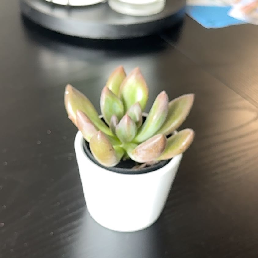 Photo of the plant species Graptoveria 'Bella' by @YesNoblefir19 named Kendall on Greg, the plant care app