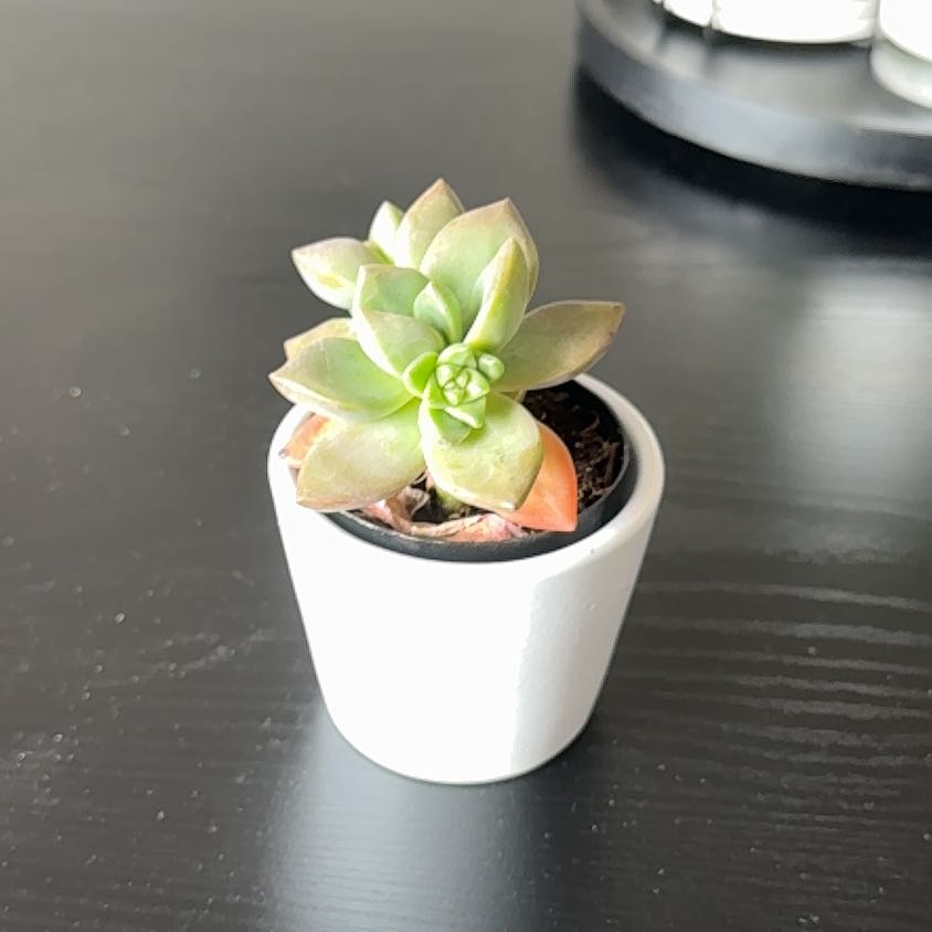 Photo of the plant species Graptosedum 'California Sunset' by @YesNoblefir19 named Harmony on Greg, the plant care app