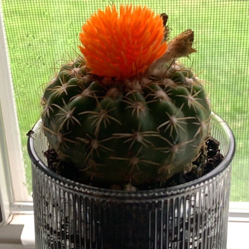 Photo of the plant species Cactus by @VividGutweed2 named Willow on Greg, the plant care app