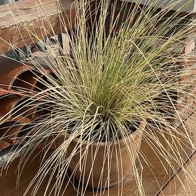 Photo of the plant species Mexican Feather Grass by @UniqueKanono9 named Sol on Greg, the plant care app