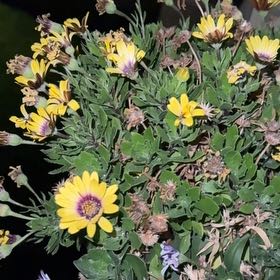 Photo of the plant species Treasureflower by @GentleDaisy43 named Gaga on Greg, the plant care app