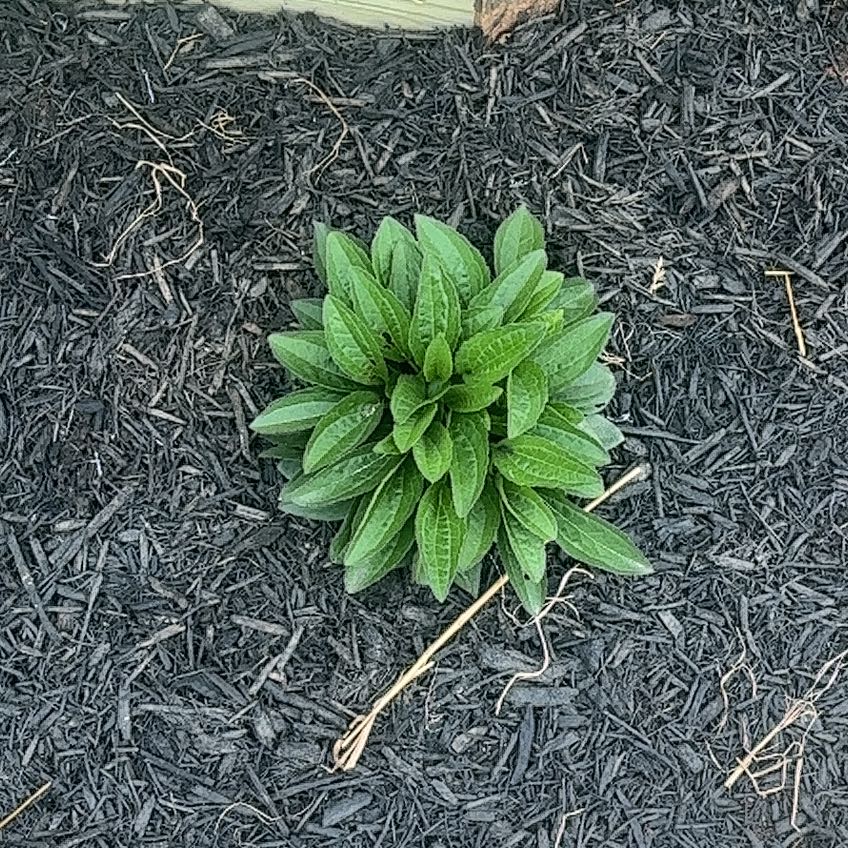 Photo of the plant species Blackeyed Susan by @AceLakesedge71 named Suann on Greg, the plant care app