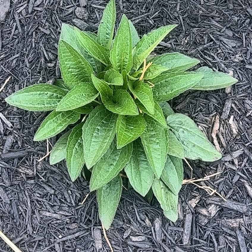 Photo of the plant species Blackeyed Susan by @AceLakesedge71 named Susanna on Greg, the plant care app