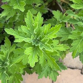 Photo of the plant species Chrysanthemum by @AceLakesedge71 named Nikki on Greg, the plant care app