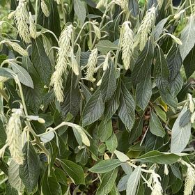Photo of the plant species Wrinkled Viburnum by @CunningTutsan87 named Treeyoncé on Greg, the plant care app