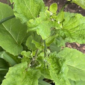 Photo of the plant species Lesser Burrdock by @TidyMelon56 named Mollie on Greg, the plant care app