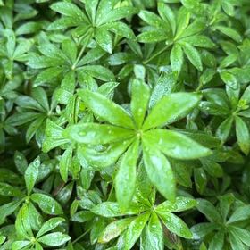 Photo of the plant species Galium Odoratum by @TidyMelon56 named Drake on Greg, the plant care app