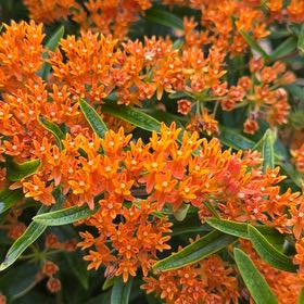 Photo of the plant species Butterfly Weed by @TidyMelon56 named Bella on Greg, the plant care app