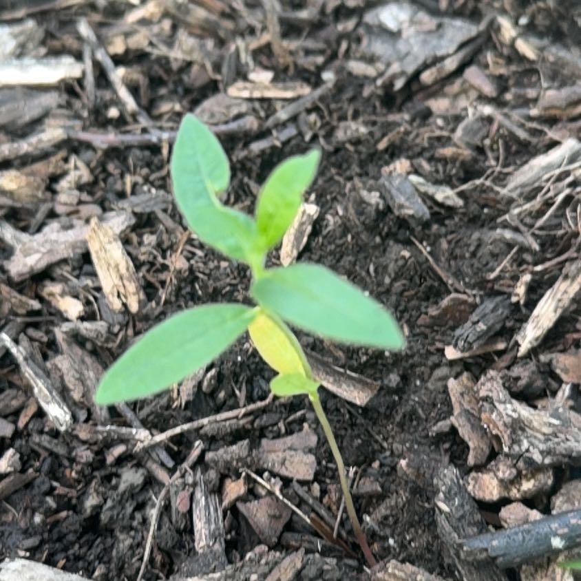 Photo of the plant species White Bladderflower by @TidyMelon56 named Madonna on Greg, the plant care app