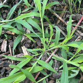 Photo of the plant species Hairy Crabgrass by @TidyMelon56 named Tolkien on Greg, the plant care app