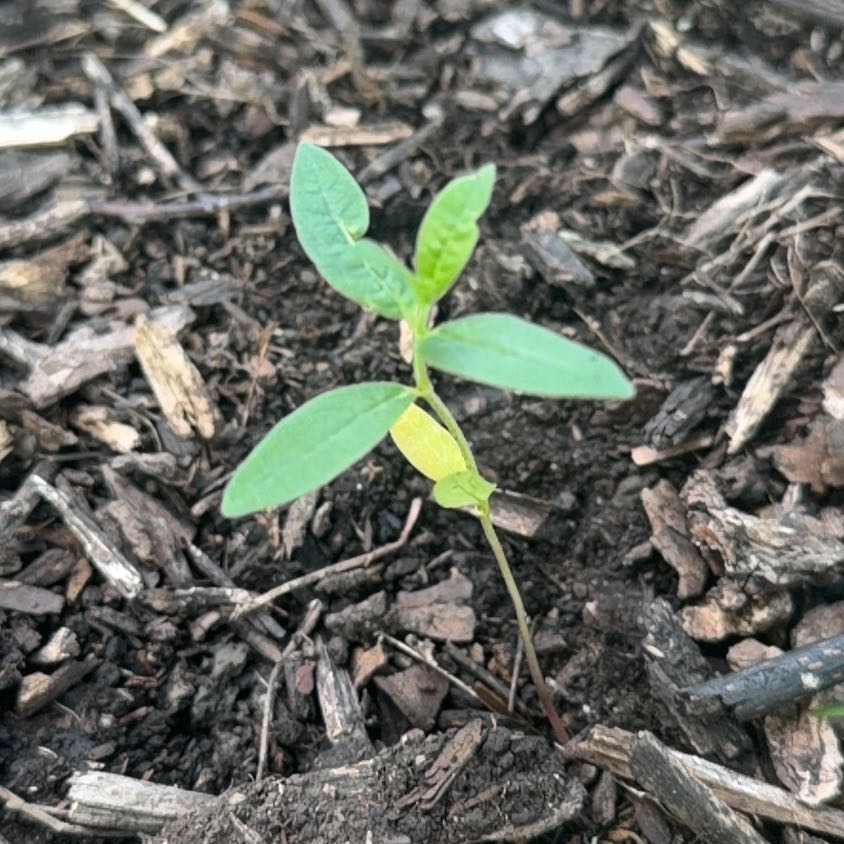 Photo of the plant species California Bay Laurel by @TidyMelon56 named Fernie Saunders on Greg, the plant care app