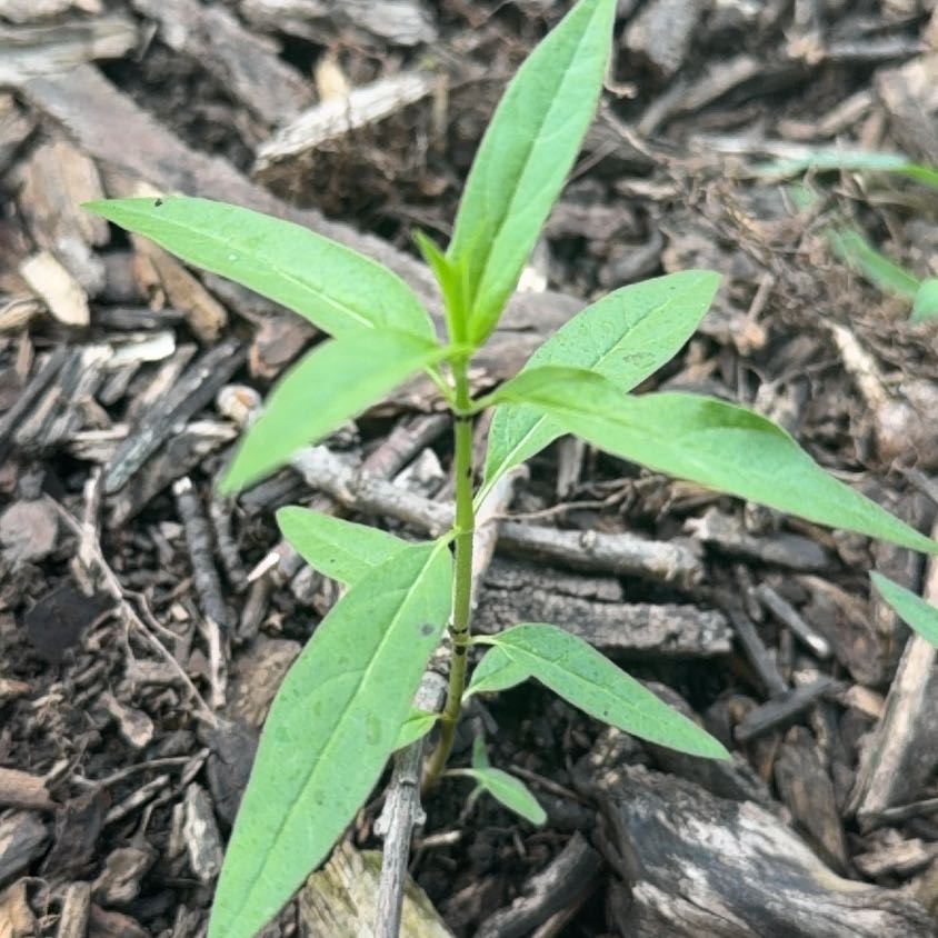 Photo of the plant species Scarlet Milkweed by @TidyMelon56 named Clooney on Greg, the plant care app