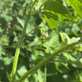 Photo of the plant species Philadelphia Groundcherry by @TidyMelon56 named Osmo on Greg, the plant care app