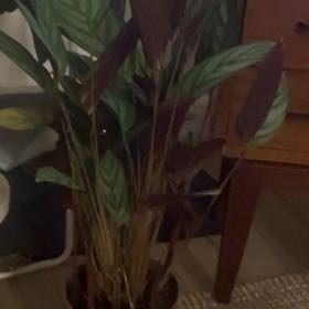 Photo of the plant species Ctenanthe 'Greystar' by @ComicalJicaro25 named Spritz on Greg, the plant care app