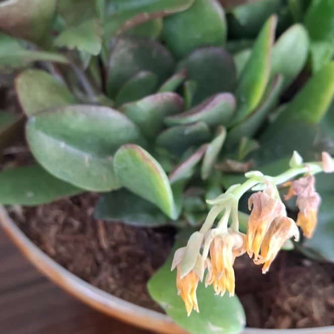 Photo of the plant species Pig's Ear by @FitNikkofir13 named Kylie on Greg, the plant care app
