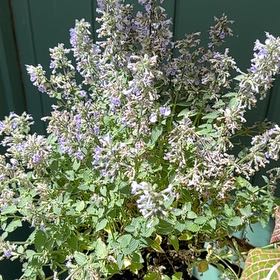 Photo of the plant species Lesser Calamint by @Haileyan.3 named Maya on Greg, the plant care app