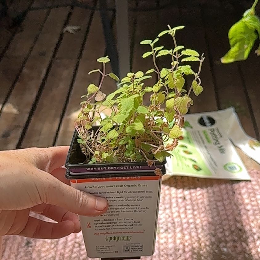 Photo of the plant species Nepeta Racemosa by @Haileyan.3 named Coco on Greg, the plant care app