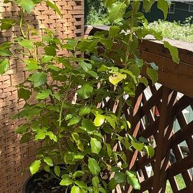 Photo of the plant species Floribunda Rose by @Haileyan.3 named Anne on Greg, the plant care app