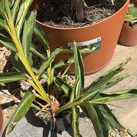 Photo of the plant species Variegated Shell Ginger by @LikelyFuchsia66 named Kendall on Greg, the plant care app