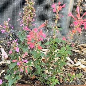 Photo of the plant species Blood Sage by @LikelyFuchsia66 named Coco on Greg, the plant care app