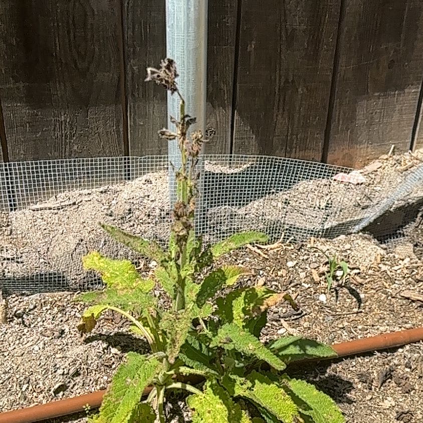 Photo of the plant species Hummingbird Sage by @LikelyFuchsia66 named Baesil on Greg, the plant care app