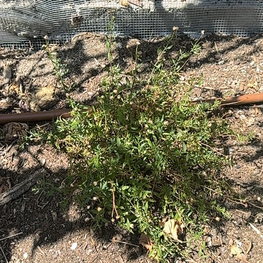Photo of the plant species Seaside Goldenrod by @LikelyFuchsia66 named Dolores on Greg, the plant care app