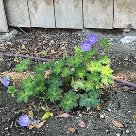 Photo of the plant species Meadow Geranium by @LikelyFuchsia66 named Willow on Greg, the plant care app
