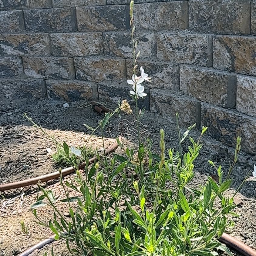 Photo of the plant species Lindheimer's Beeblossom by @LikelyFuchsia66 named Gomez on Greg, the plant care app