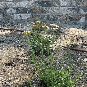 Photo of the plant species Argentine Fleabane by @LikelyFuchsia66 named Robert Plant on Greg, the plant care app