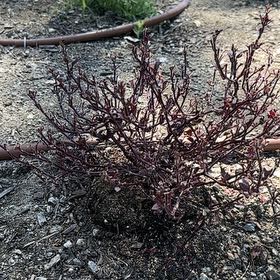 Photo of the plant species Wire Nettingbush by @LikelyFuchsia66 named Kardashian on Greg, the plant care app