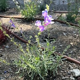 Photo of the plant species Purple Toadflax by @LikelyFuchsia66 named Bodhi on Greg, the plant care app