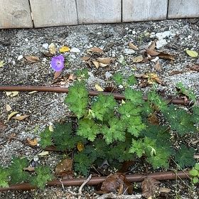 Photo of the plant species Dovefoot Geranium by @LikelyFuchsia66 named Gaga on Greg, the plant care app