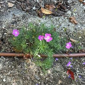 Photo of the plant species Garden Cosmos by @LikelyFuchsia66 named Kesha on Greg, the plant care app